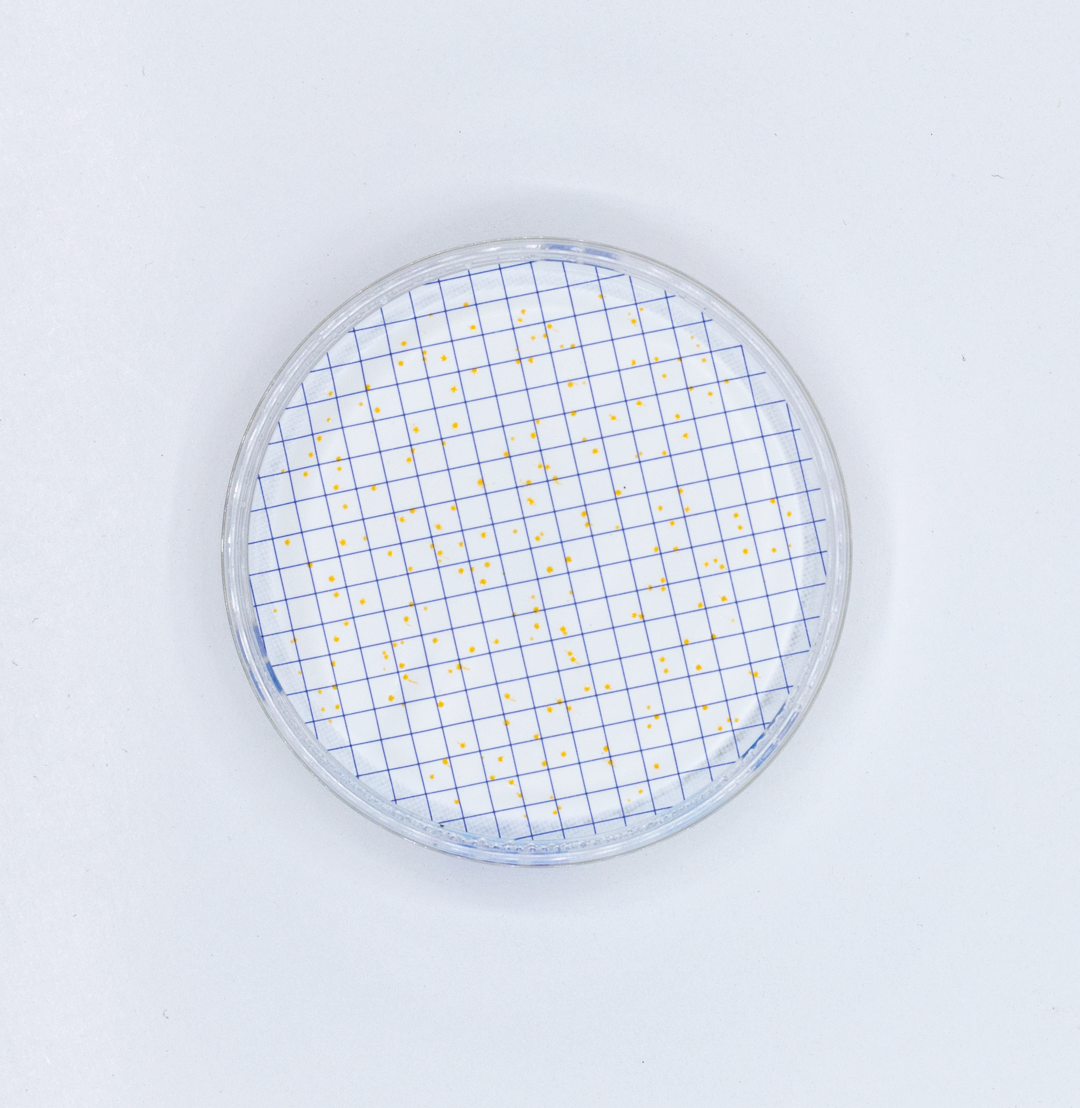 Ampolla Caldo Extracto de Levadura ISO