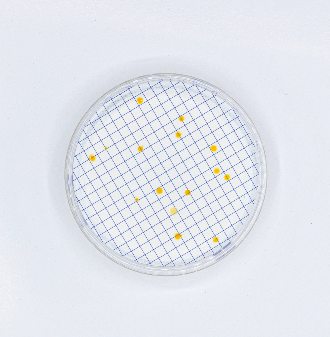 Caldo R2A ampoule for heterotrophs