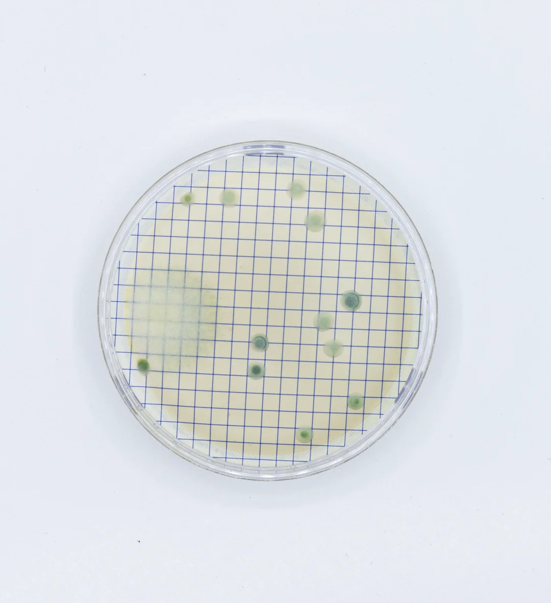 M-Green ampoule for fungi and yeast detection