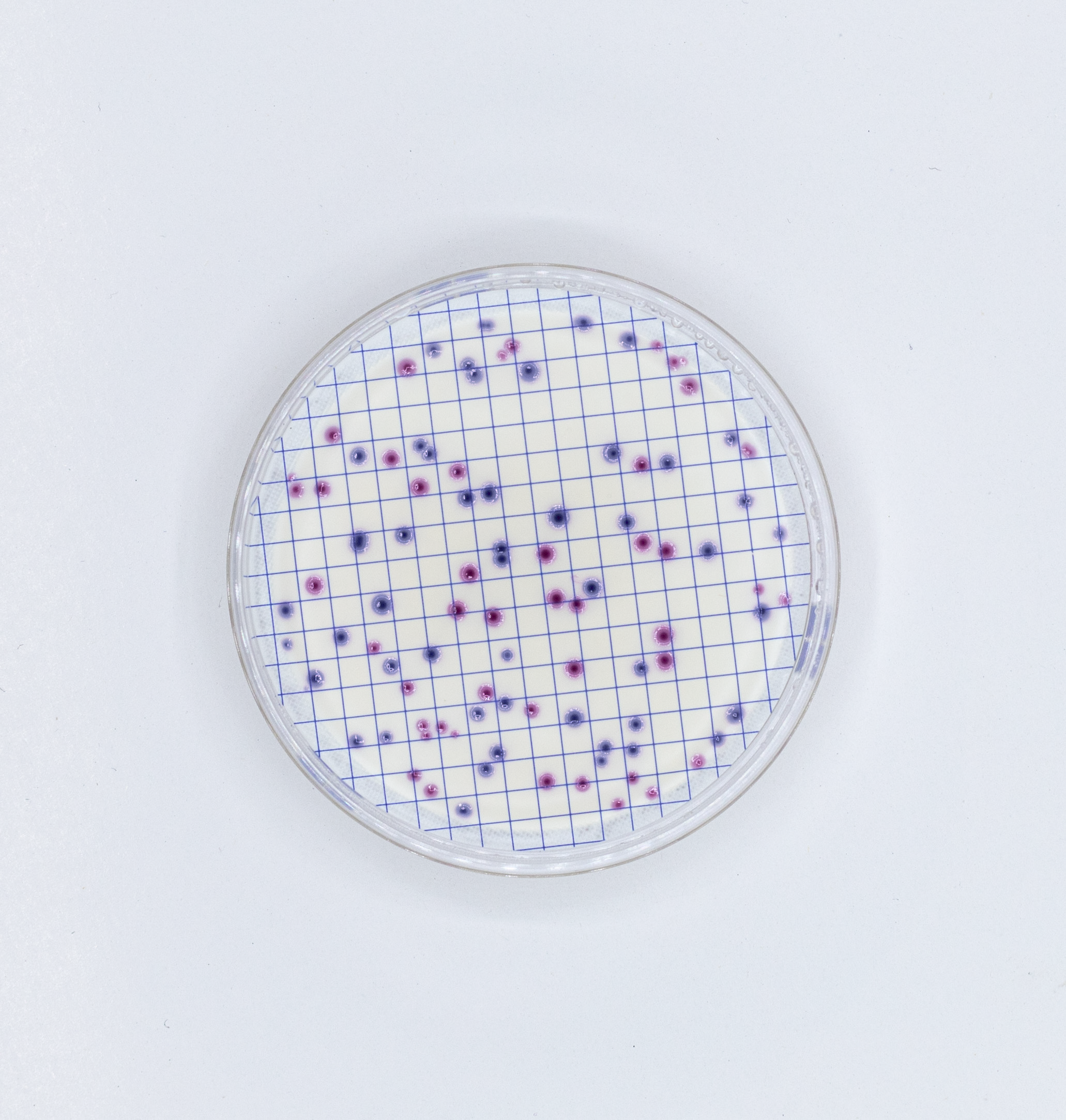 Ampoule Chromogenic broth E. coli/Coliforms