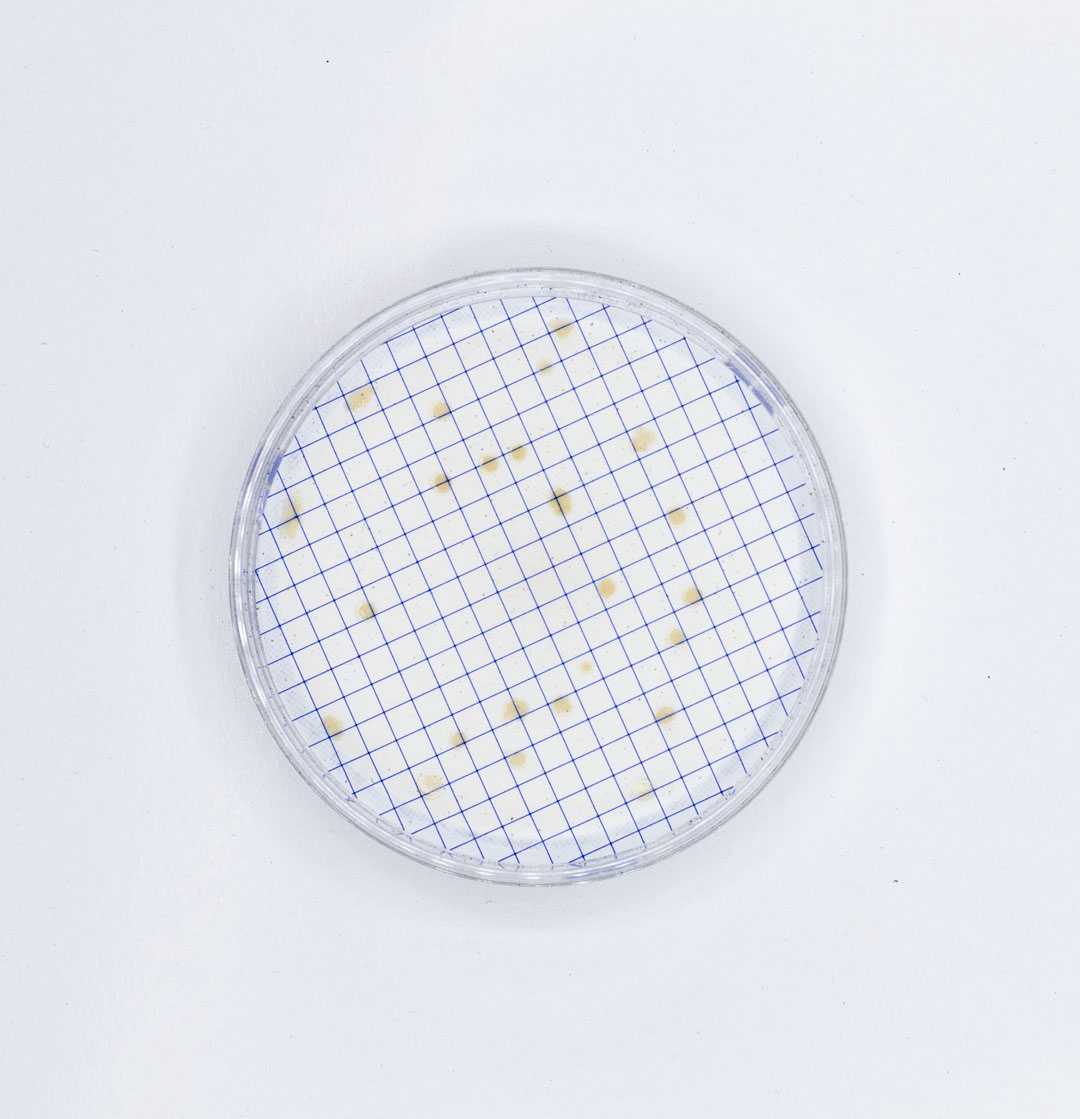 Ampolla Caldo Acetamide ISO, 2 ml